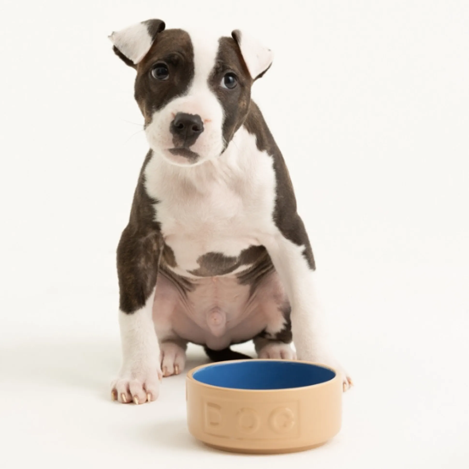 Cane & Blue Lettered Dog Bowl 13cm