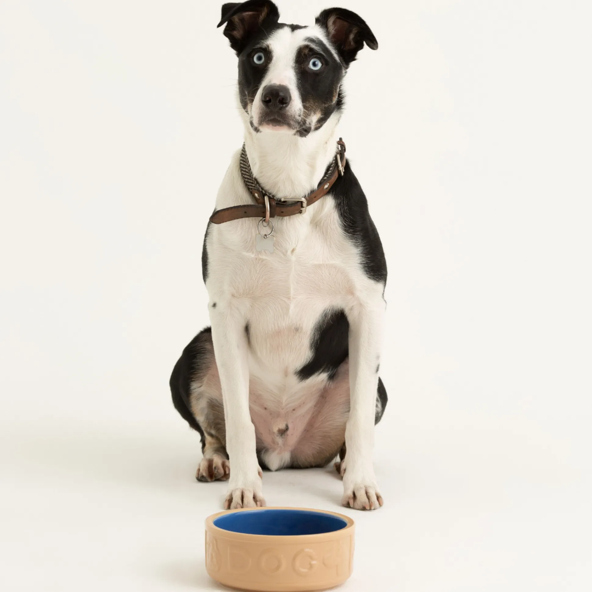 Cane & Blue Lettered Dog Bowl 18cm