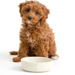 Colour Mix Cream Set Of 2 Dog Bowls 15cm