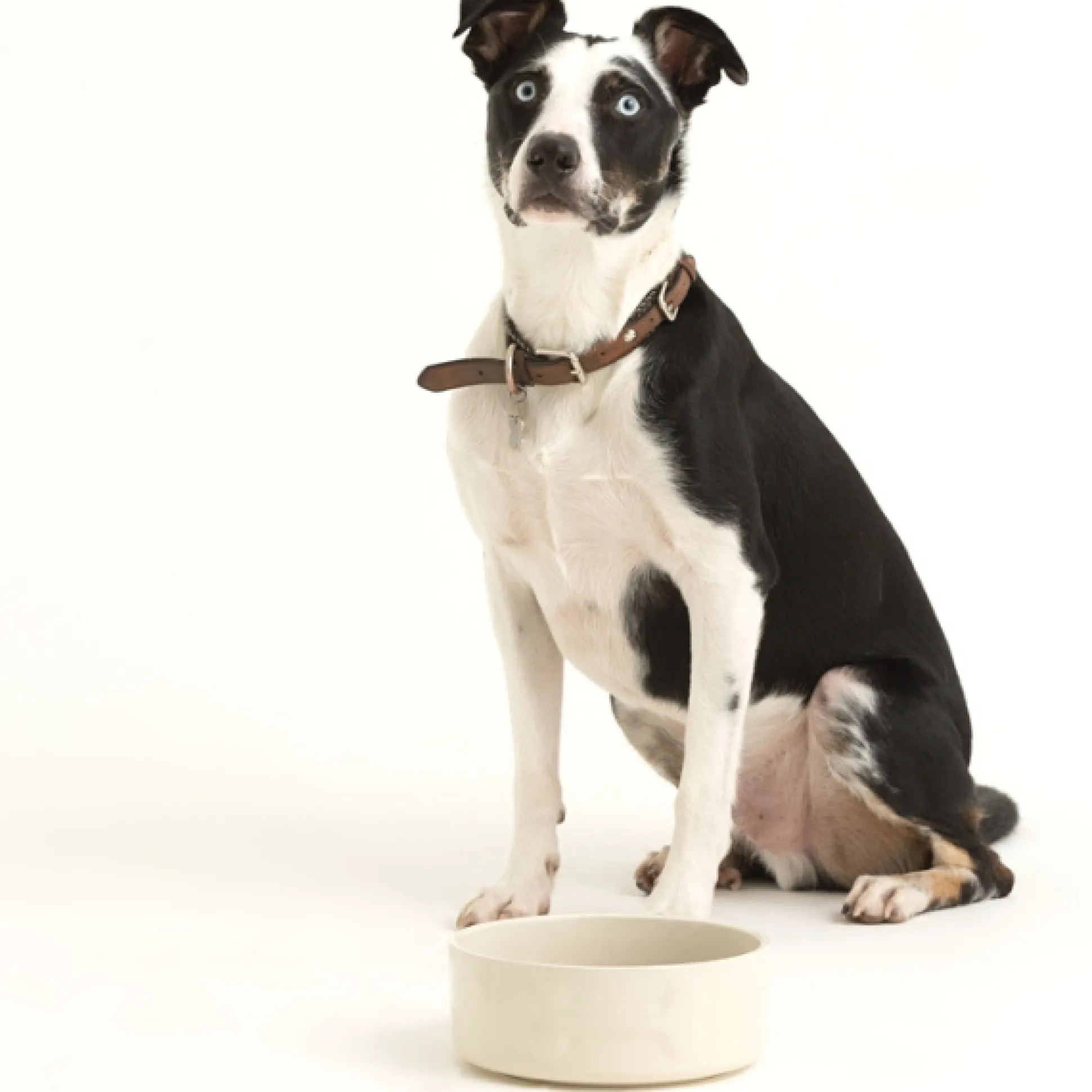 Colour Mix Cream Set Of 2 Dog Bowls 20cm
