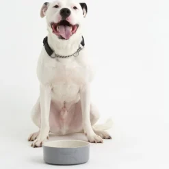 Colour Mix Grey Set Of 2 Dog Bowls 20cm