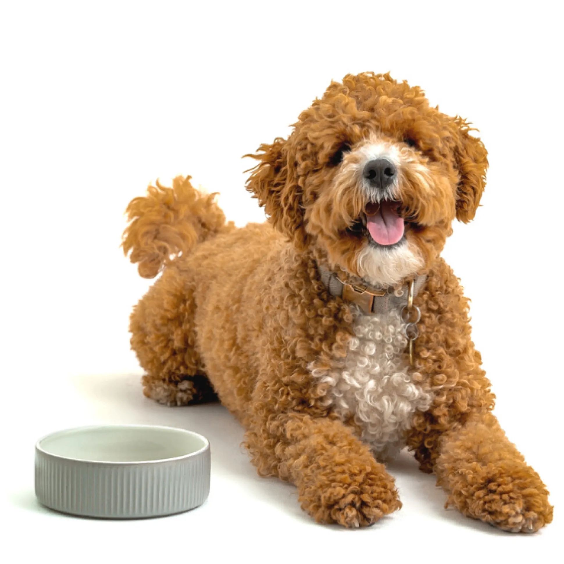 Linear Grey Set Of 2 Pet Bowls 15x5cm