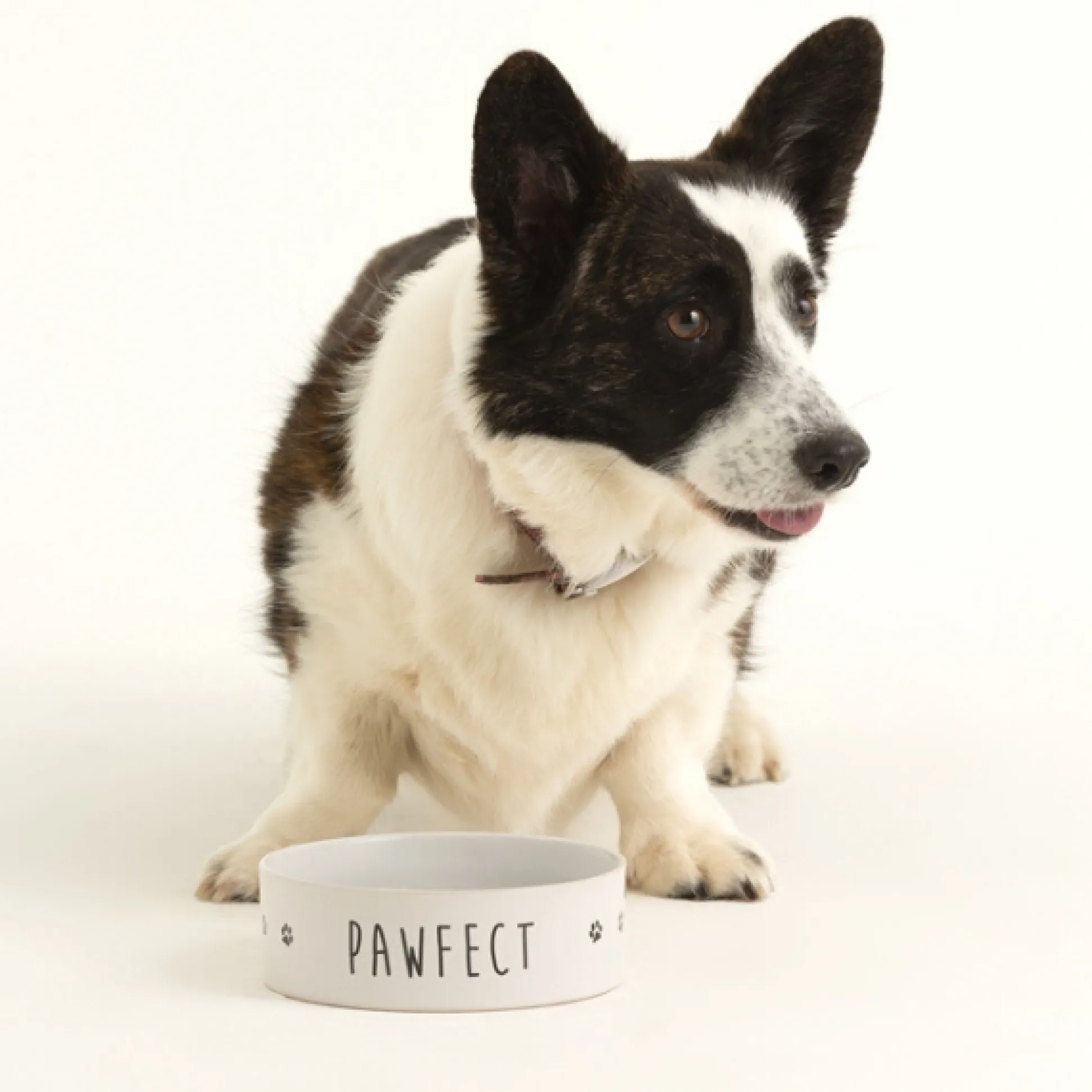 Pawfect Set Of 2 Dog Bowls 15x5cm