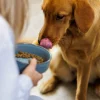 Reactive Paw 15x5cm Bowl